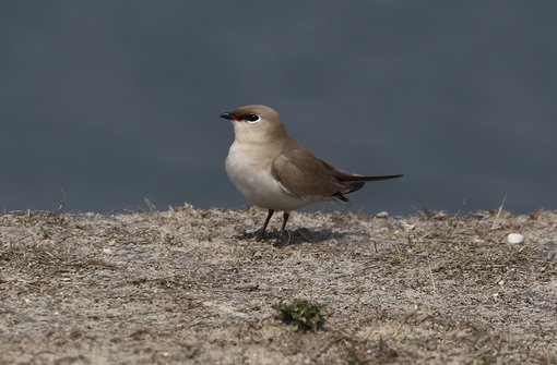 Small Pratincole © Suchit Basnet.JPG