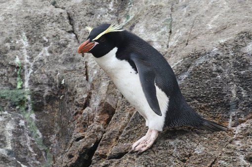 Snares Crested Penguin_Chris Collins (14).JPG