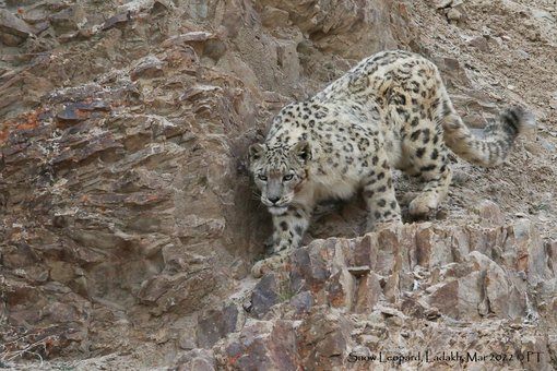 Snow_Leopard_Ladakh_Mar_2022_C_PT-0175.original