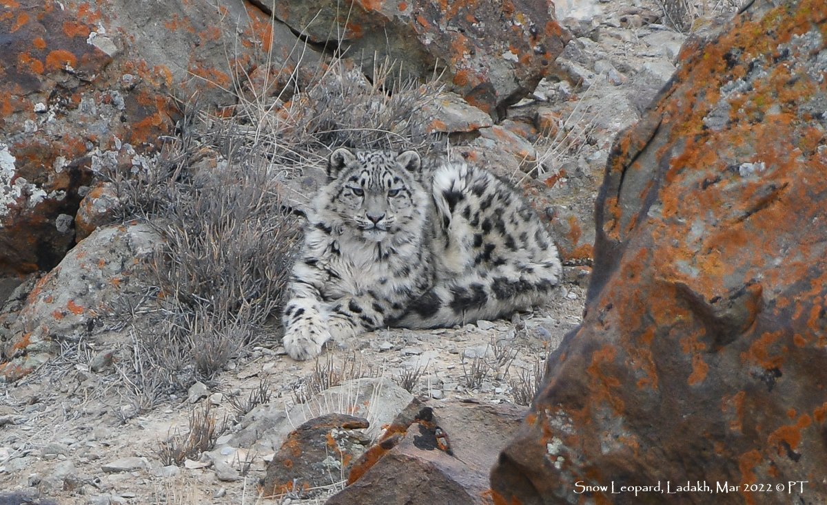 Snow_Leopard_Ladakh_Mar_2022_C_PT-2435.original