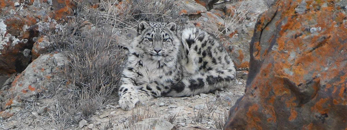 https://limosa-holidays-co-uk.s3.amazonaws.com/images/Snow_Leopard_Ladakh_Mar_2022_C_PT.2e16d0ba.fill-1920x720.jpg