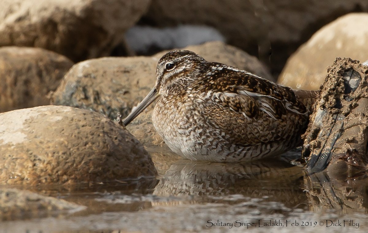 Solitary Snipe, Ladakh, Feb 2019 © Dick Filby-0526