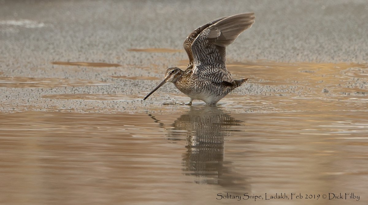 Solitary Snipe, Ladakh, Feb 2019 © Dick Filby-0545