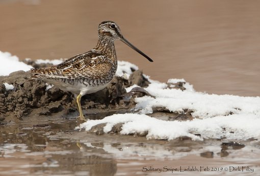 Solitary Snipe, Ladakh, Feb 2019 © Dick Filby-0651