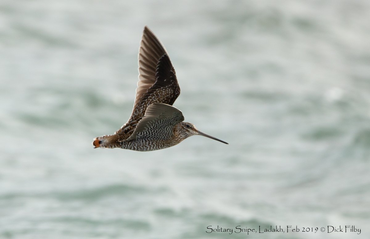 Solitary Snipe, Ladakh, Feb 2019 © Dick Filby-0985