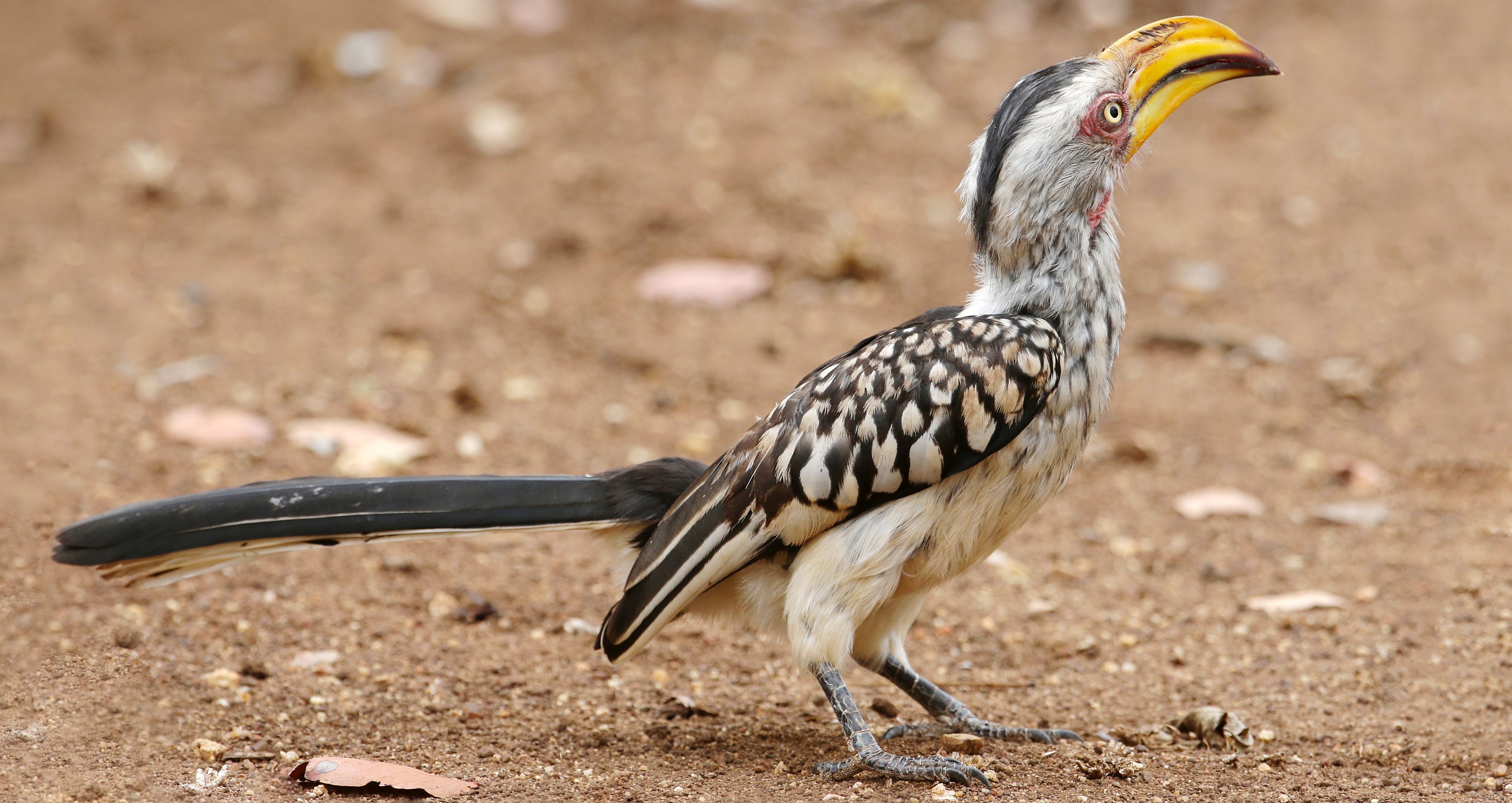 Southern Yellow-billed Hornbill Kruger Roger Cresswell.JPG