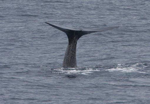 Sperm Whale CPC.jpg