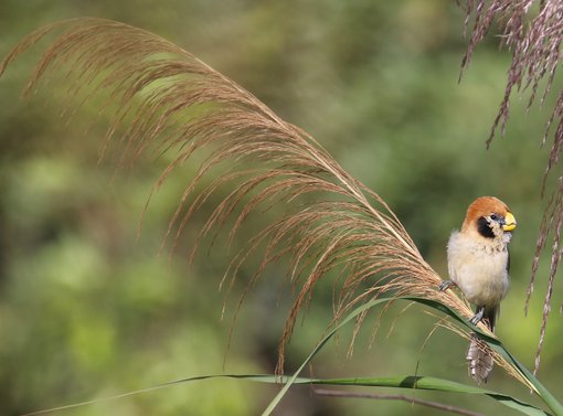 Spot-breasted Parrotbill AE1A0800.JPG