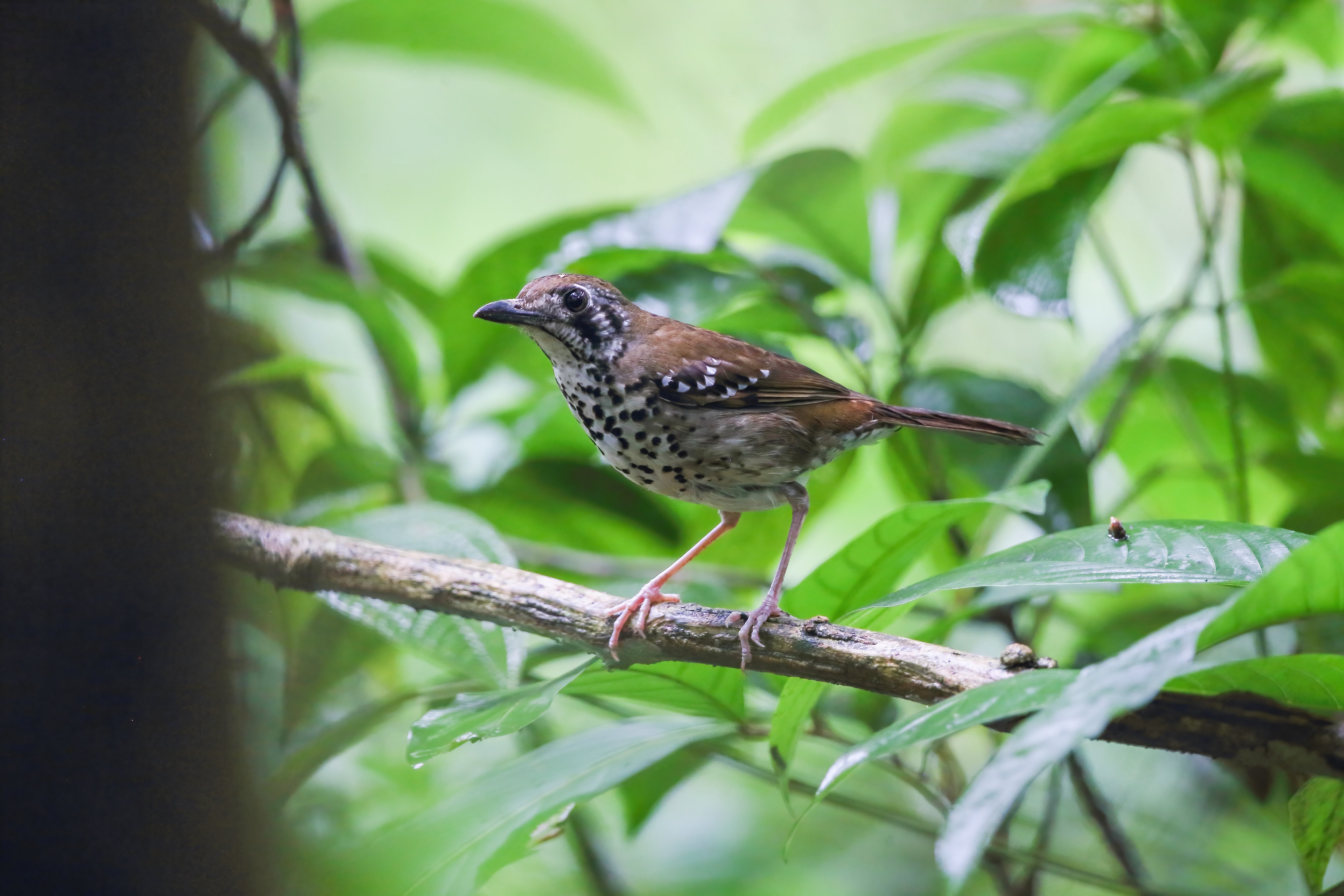 Spot-winged Thrush by Indika JayatissaA