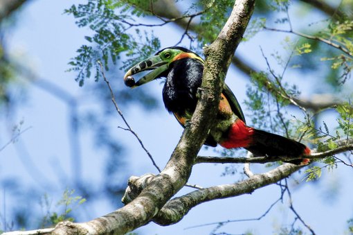 Spot billed toucanet