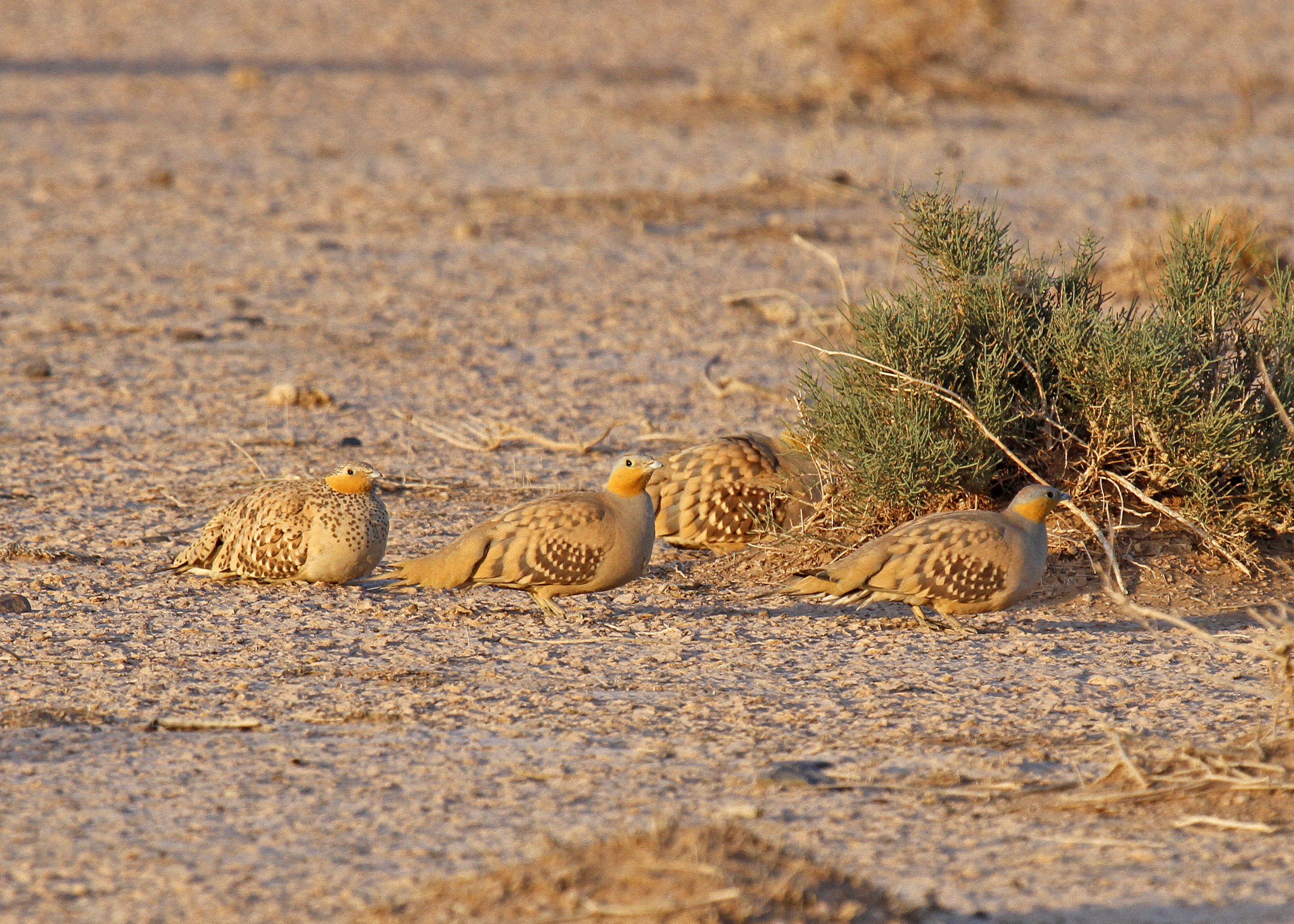 Spotted Sandgrouse 1_MG_2472
