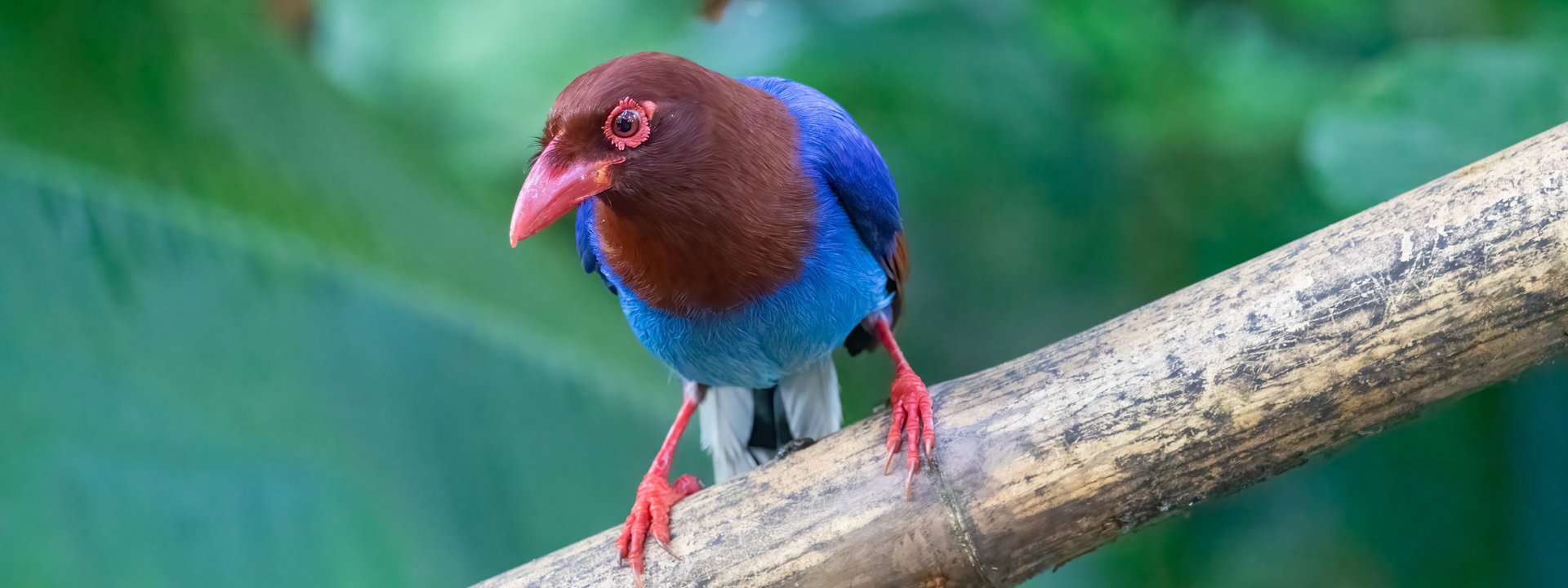 https://limosa-holidays-co-uk.s3.amazonaws.com/images/Sri_Lanka_Blue_Magpie_by_Mukesh_H.2a614440.fill-1920x720.jpg