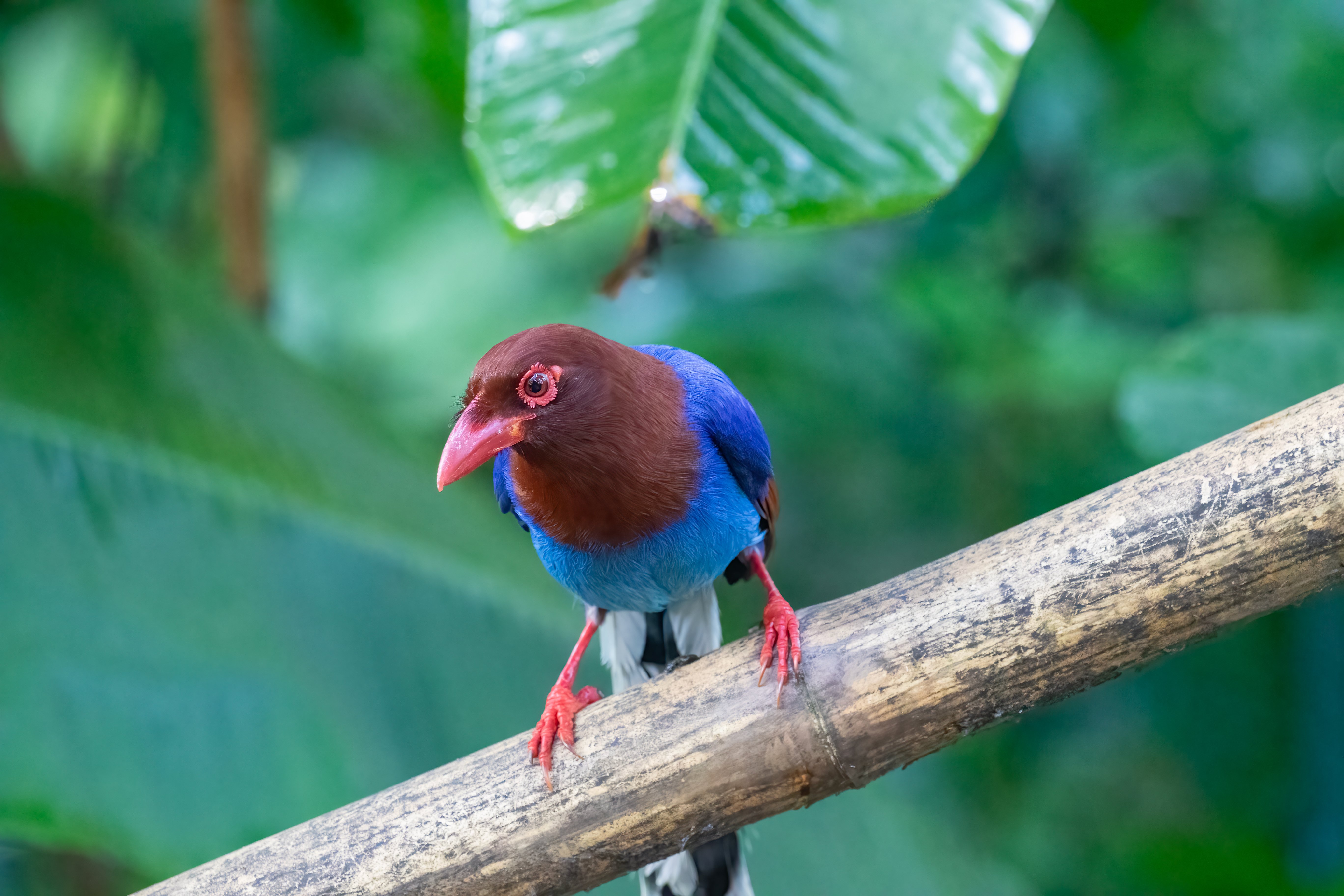 Sri Lanka Blue Magpie by Mukesh Hirdaramani