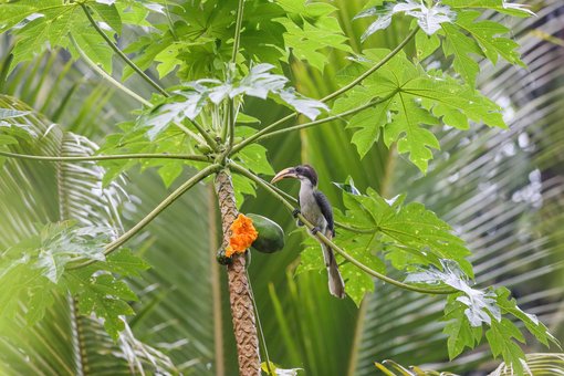 Sri Lanka Grey Hornbill by Indika JayatissaA