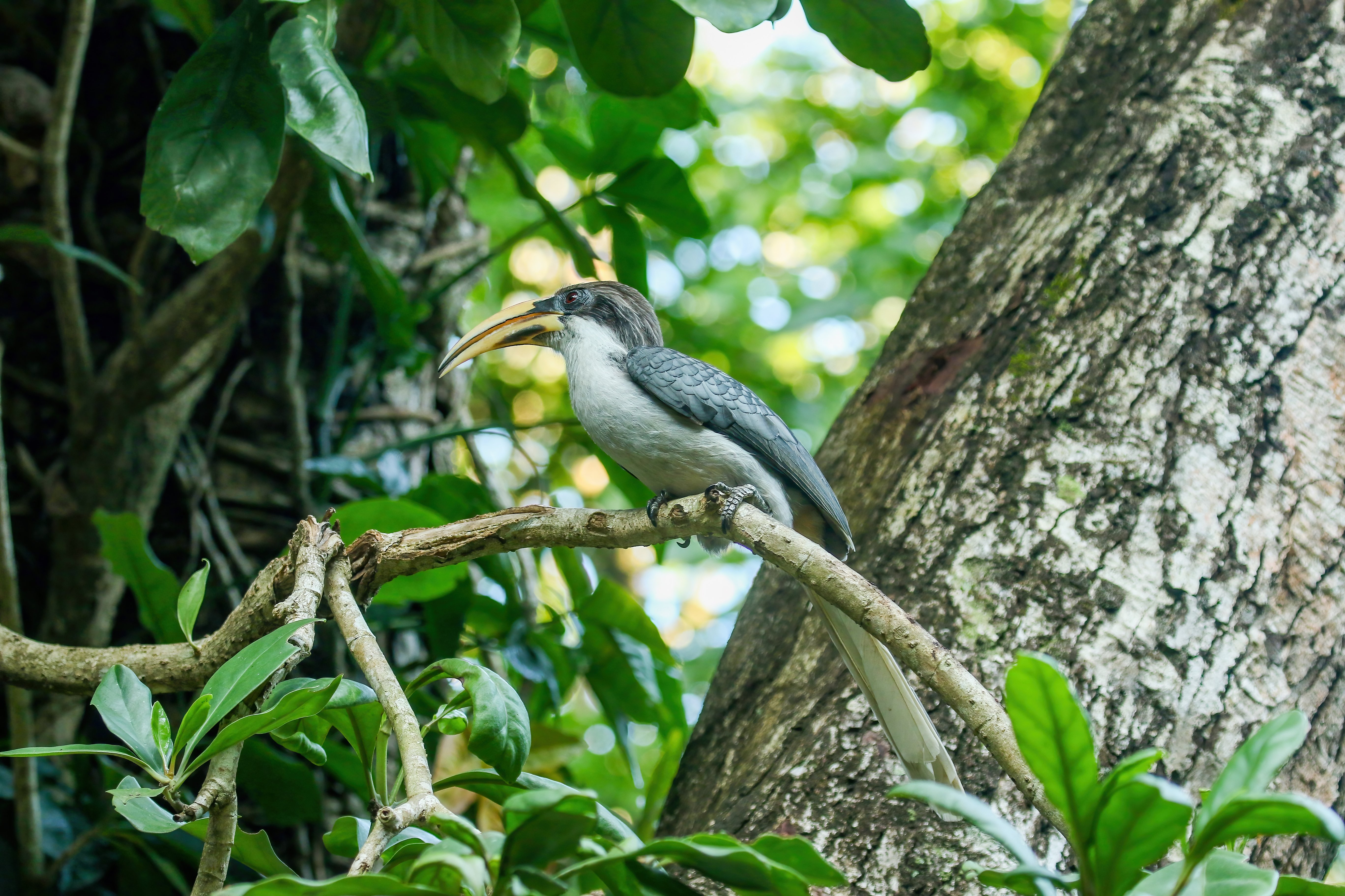 Sri Lanka Grey Hornbill by Mukesh HirdaramaniA