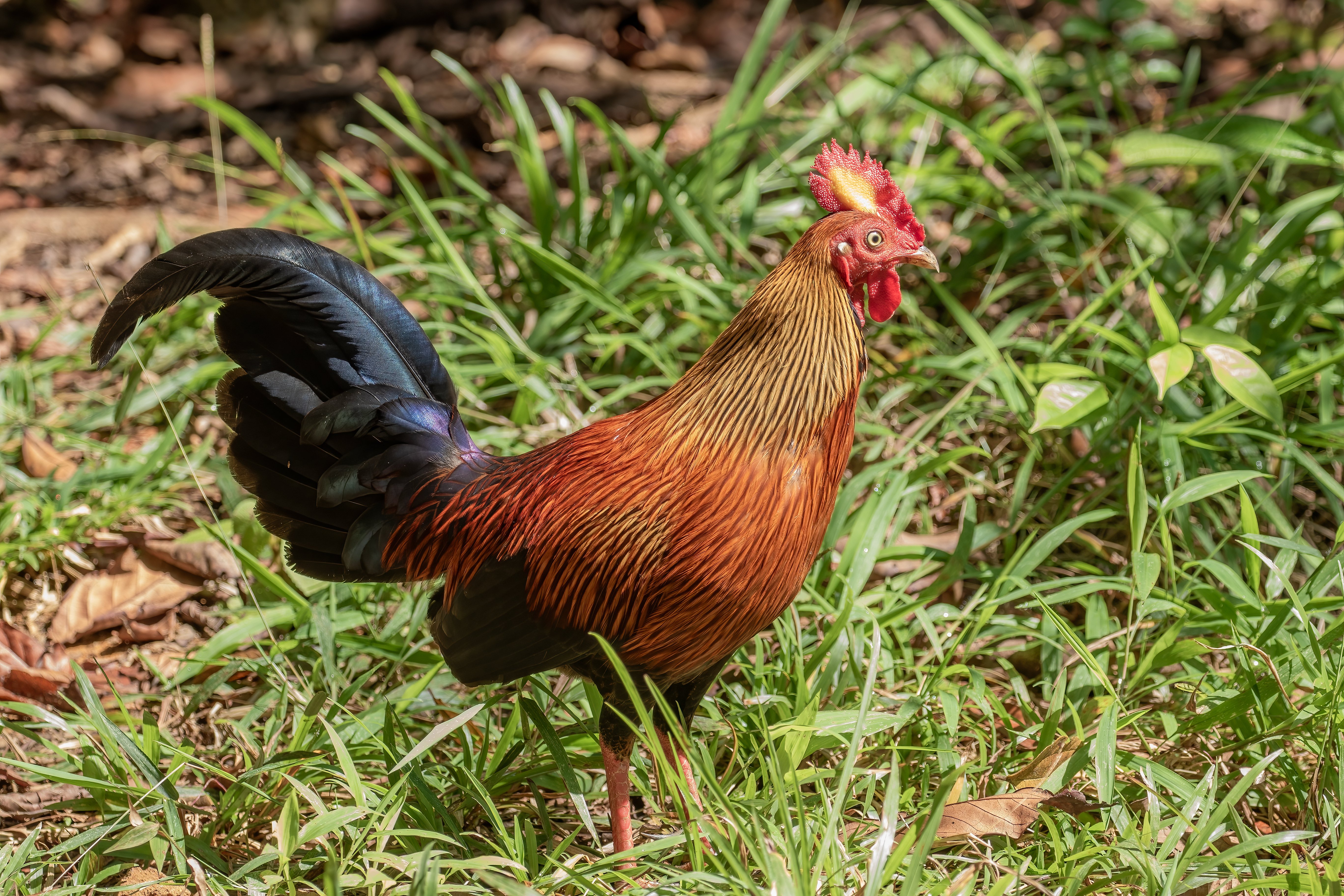 Sri Lanka Junglefowl by Mukesh Hirdaramani compressed