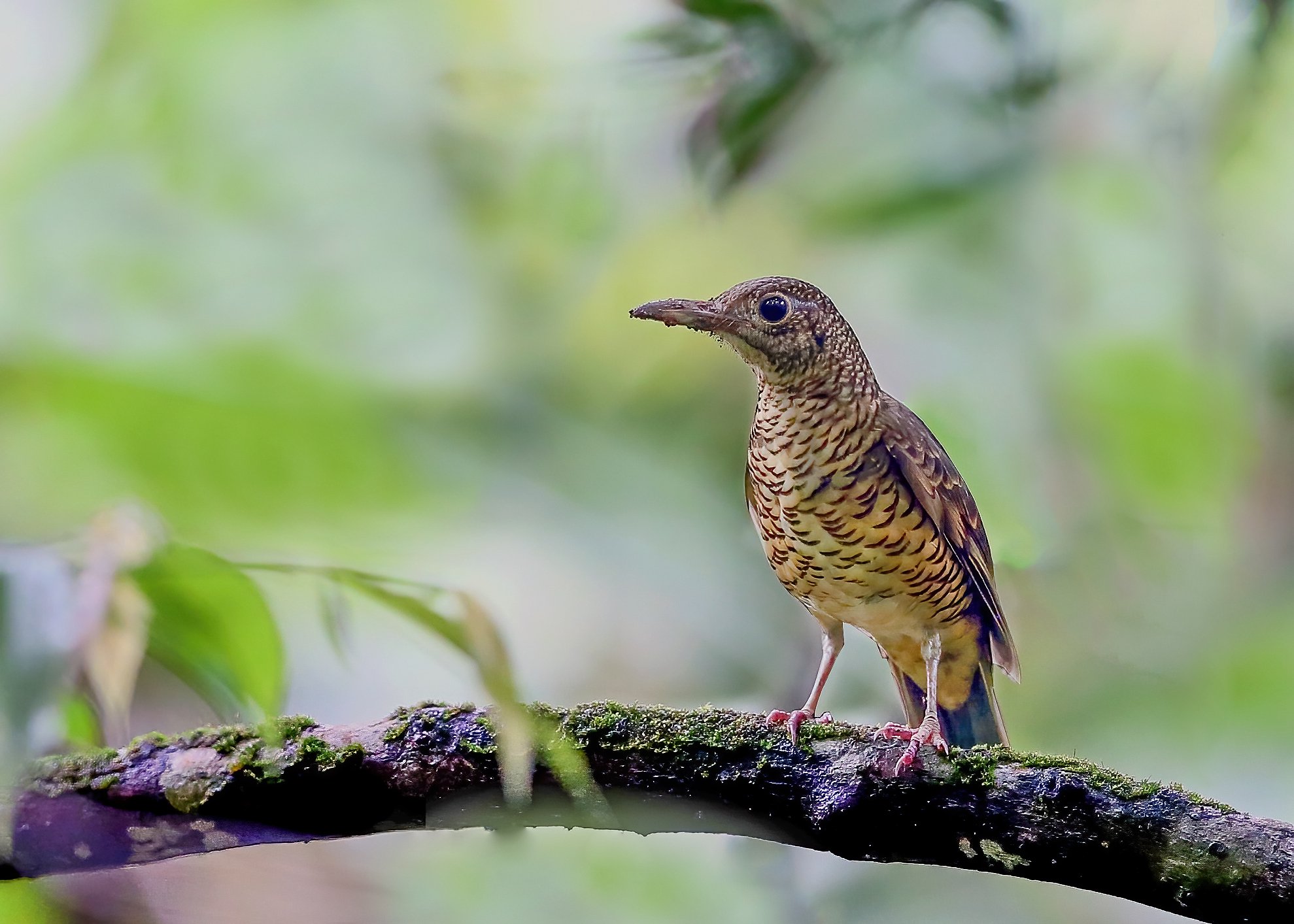 Sri Lanka Scaly Thrush by Indika JayatissaA