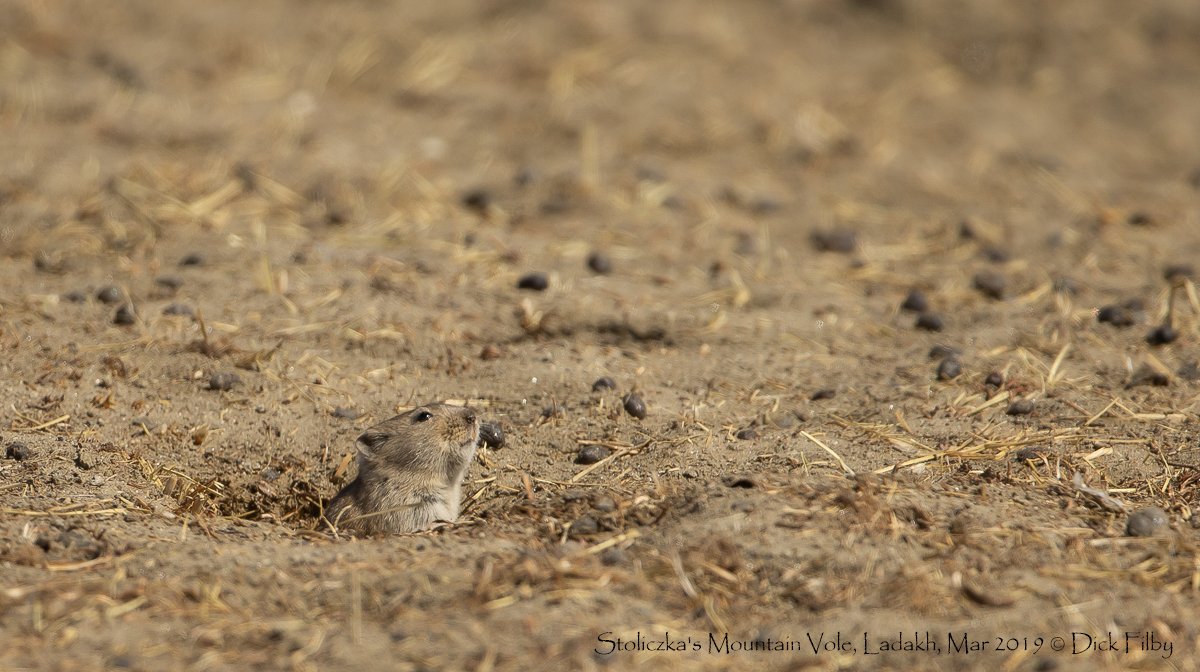 Stoliczka's Mountain Vole, Ladakh, Mar 2019 C Dick Filby-5317