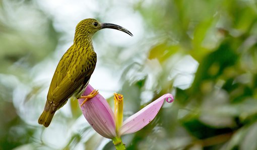 Streak Spiderhunter Bird Tour Malaysia Borneo cropped.jpg