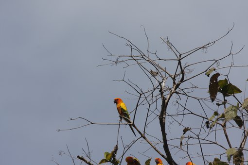 Sun Parakeet 9832 Chris Collins.jpg
