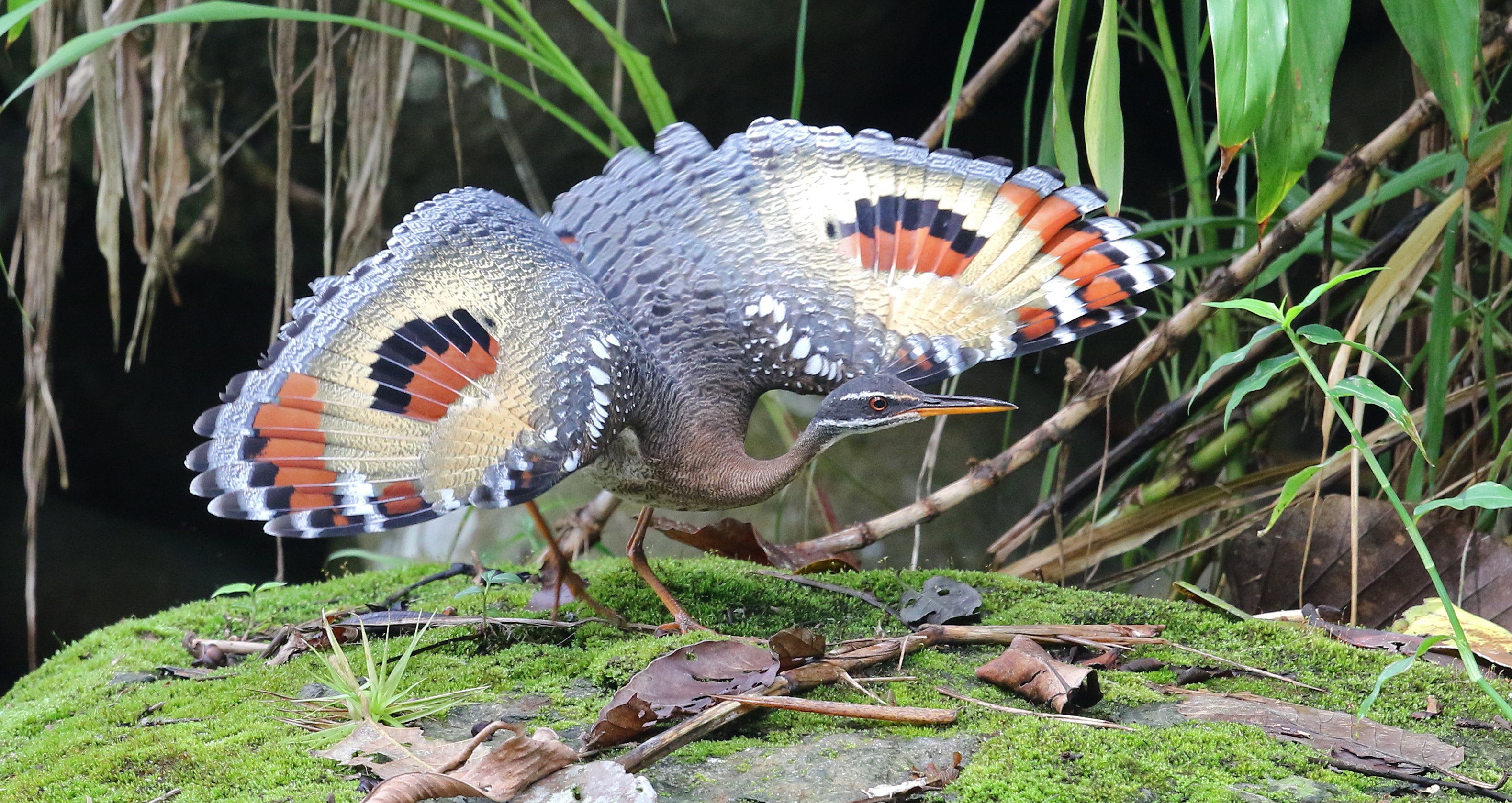 Sunbittern Costa Rica Wayne Easley.jpg