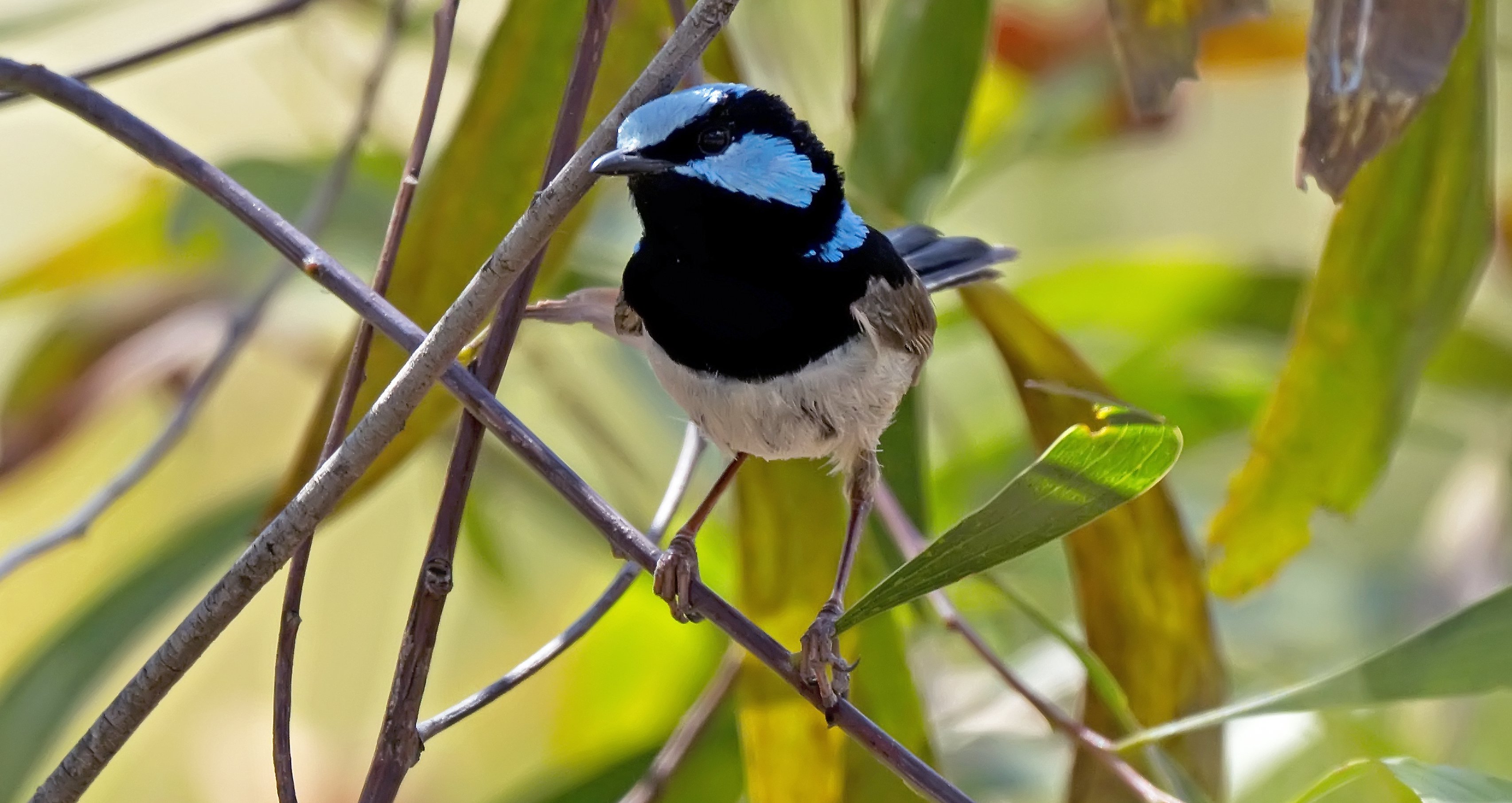 Superb Fairywren Australia East Rupert Pye.jpg