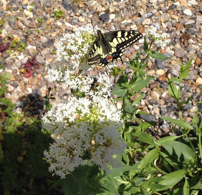 Swallowtail butterfly West End Farmhouse Stalham Norfolk 130620 ck IMG_2385 crop.jpg