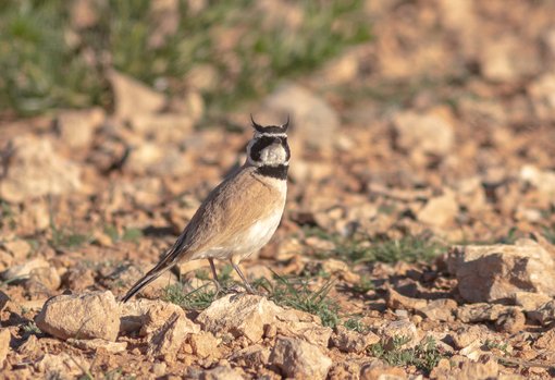 Temminck's Horned Lark