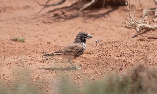 Thick-billed Lark