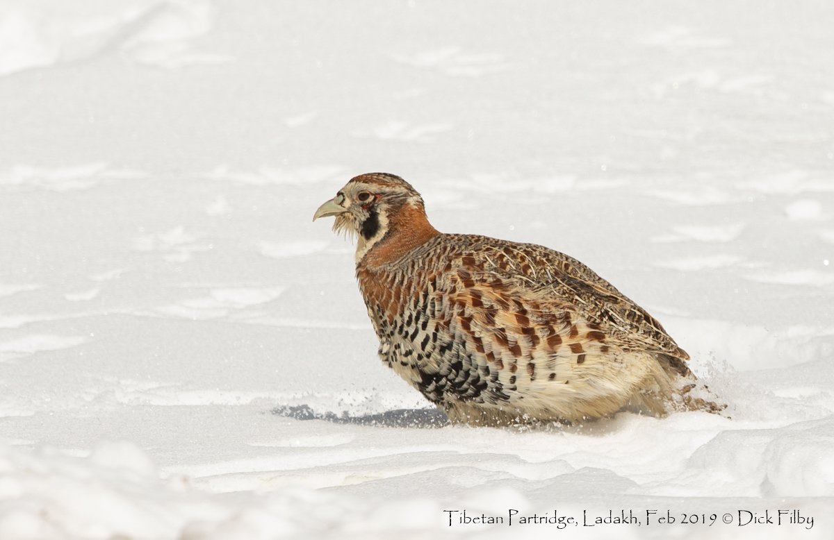 Tibetan Partridge, Ladakh, Feb 2019 © Dick Filby-1569