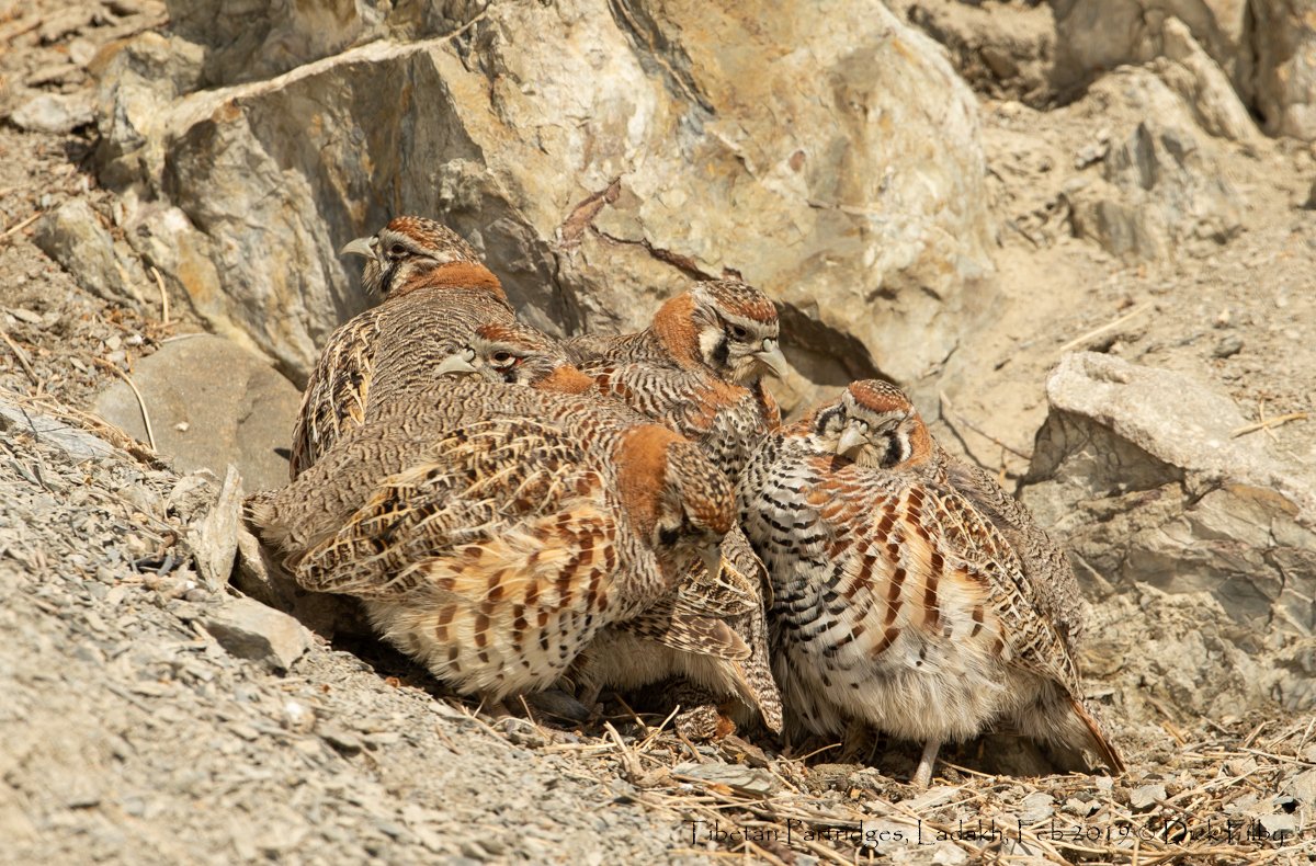 Tibetan Partridges, Ladakh, Feb 2019 © Dick Filby-1486-2