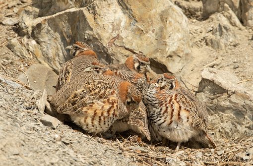 Tibetan Partridges, Ladakh, Feb 2019 © Dick Filby-1486-2