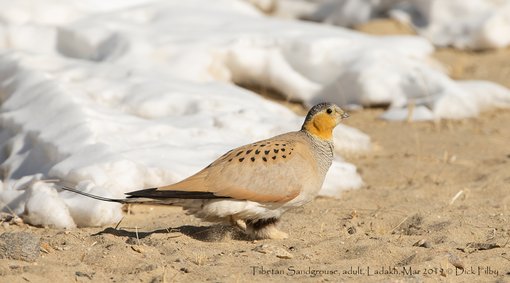 Tibetan Sandgrouse, adult, Ladakh, Mar 2019 C Dick Filby-5621