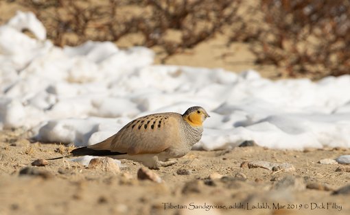 Tibetan Sandgrouse, adult, Ladakh, Mar 2019 C Dick Filby-5730-2