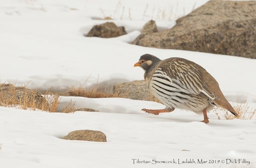 Tibetan Snowcock, Ladakh, Mar 2019 C Dick Filby-4386-2