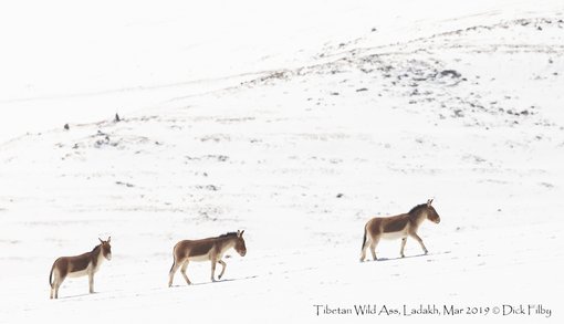 Tibetan Wild Ass, Ladakh, Mar 2019 C Dick Filby-5108