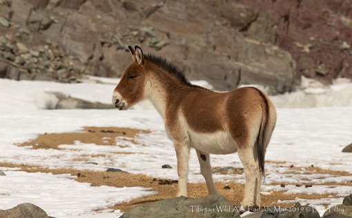 Tibetan Wild Ass, Ladakh, Mar 2019 C Dick Filby-5990