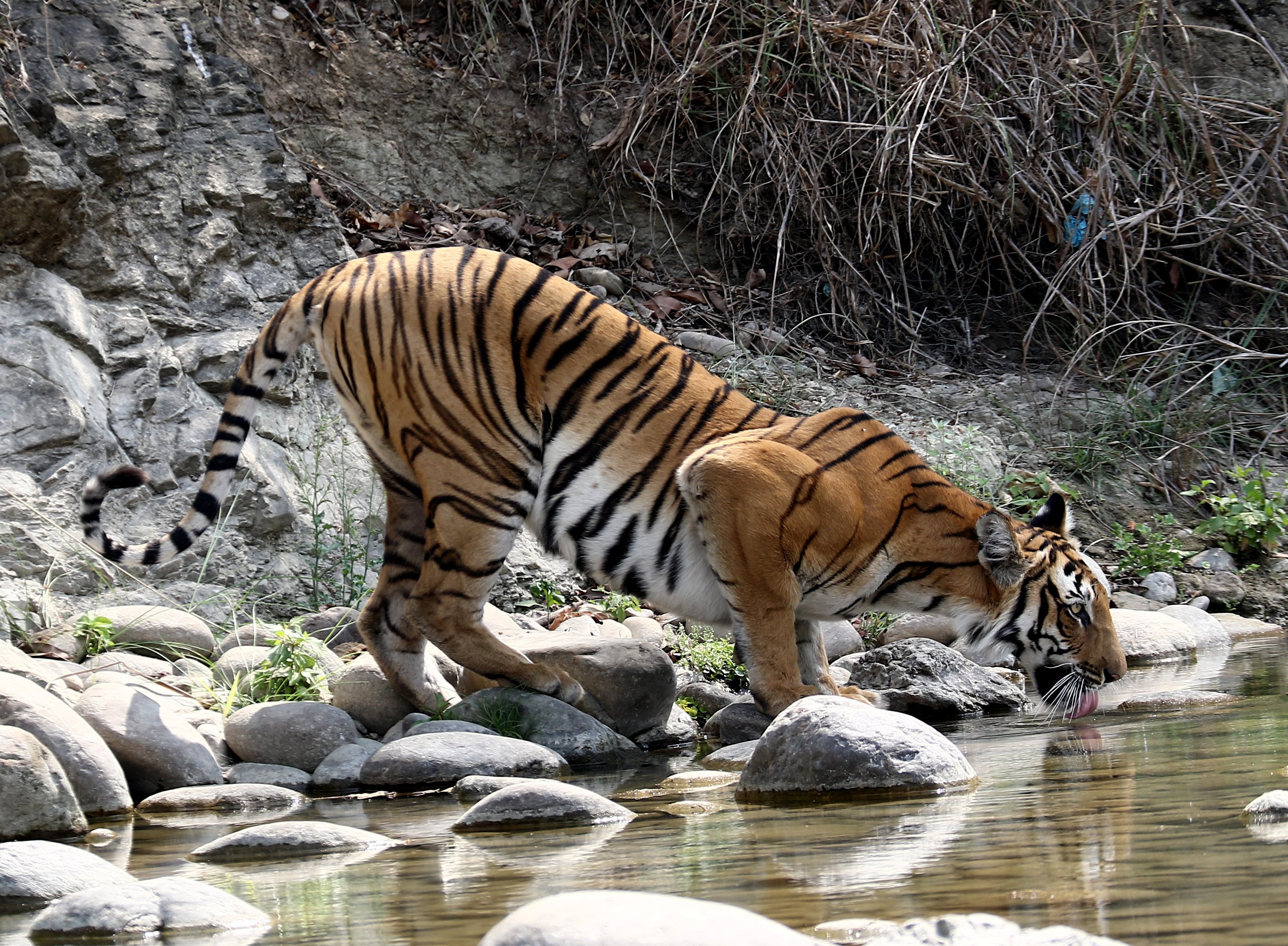 Tiger Drinking © Suchit Basnet.JPG