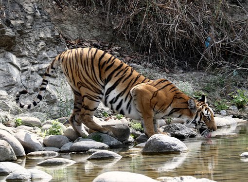 Tiger Drinking © Suchit Basnet.JPG