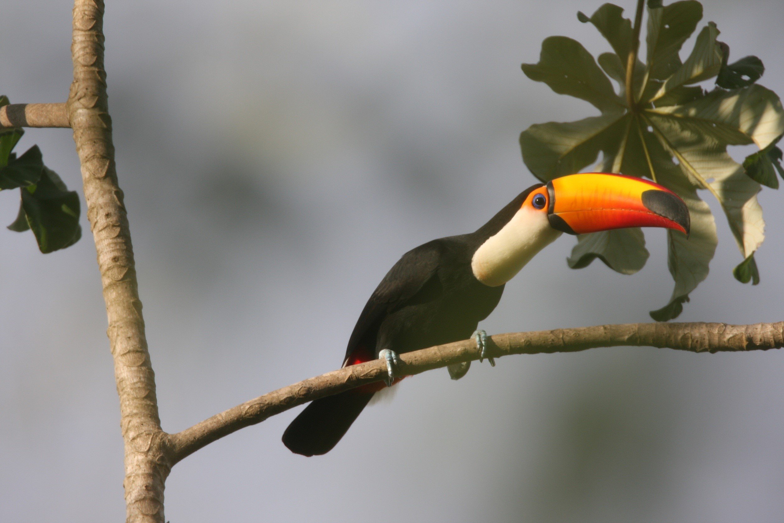 Toco Toucan CPC.jpg