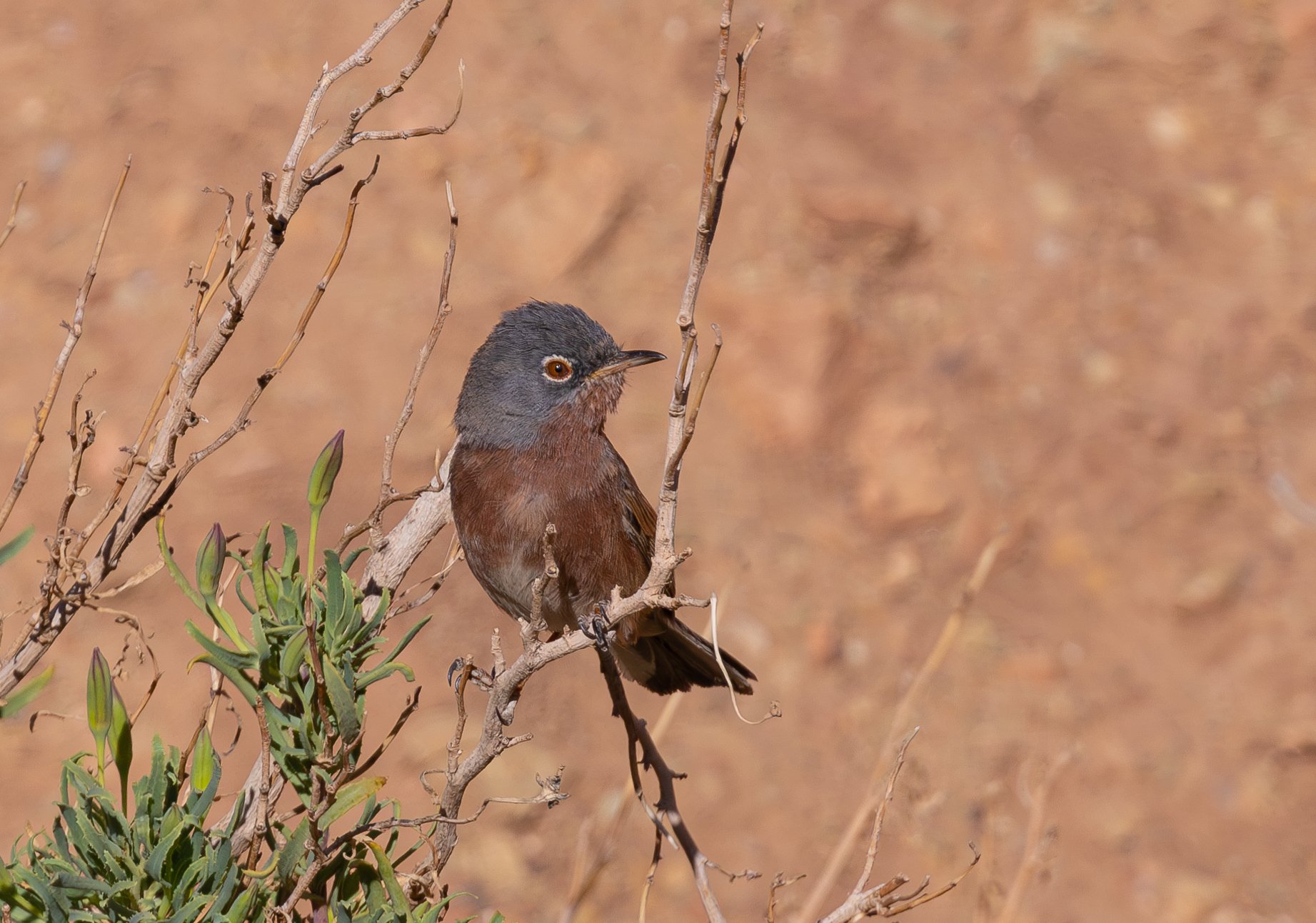 Tristram's Warbler FE