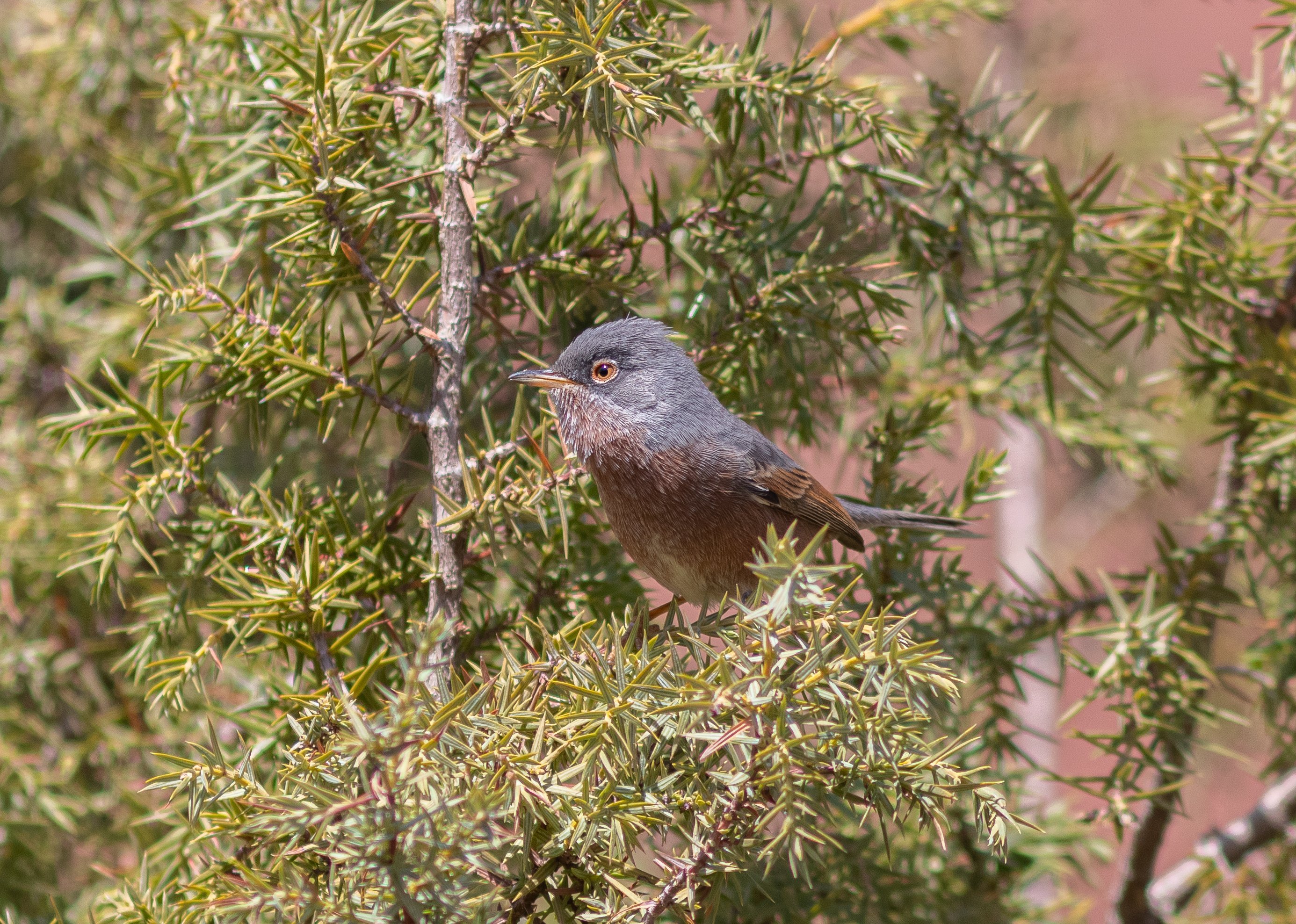 Tristrams Warbler