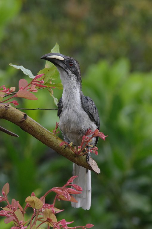 Uditha Hettige - Sri Lanka Grey Hornbill.JPG