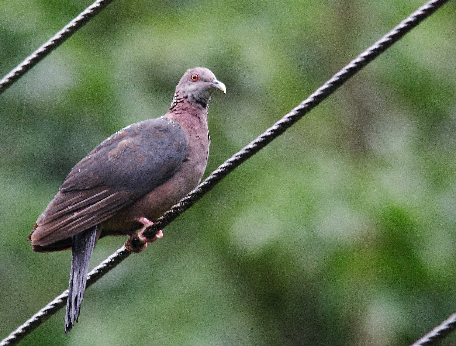 Uditha Hettige - Sri Lanka Wood-pigeon.JPG