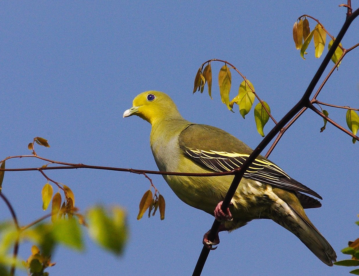 Uditha Hettige - Sri Lanka Green Pigeon.JPG