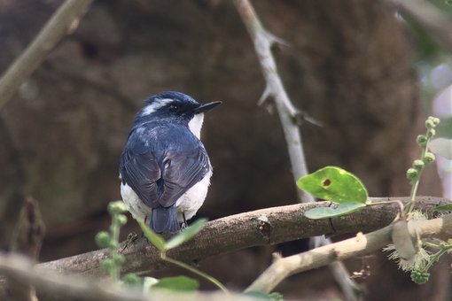 Ultramarine Flycatcher (2) DW.JPG