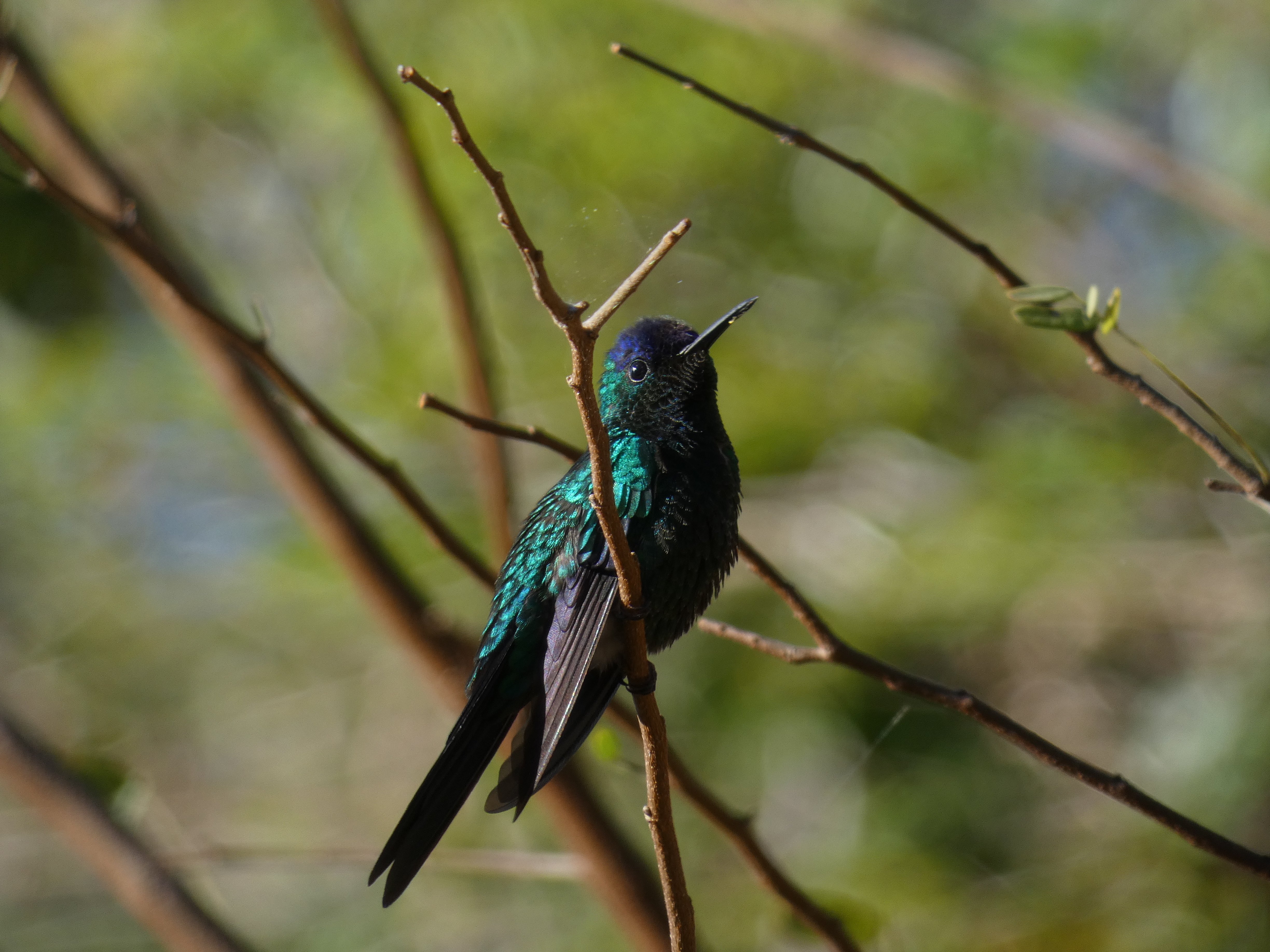 Violet-capped Woodnymph