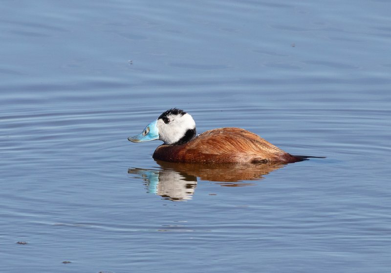 WHDuck