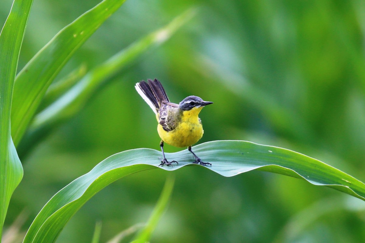 Wagtail-Yellow-flava-Birding-Wildlife-tour-Hungary-Kiskunsag-Ecotours-KondorEcolodge.hu-S05A1292.JPG