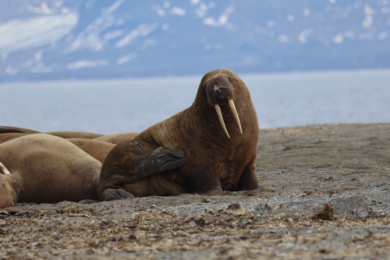 Walrus CPC cropped